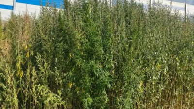 В Нижнекамском районе полицейские обнаружили множественные очаги дикорастущей конопли 13/08/2026 &ndash; Новости