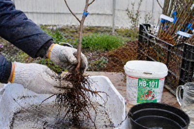 Покупаете саженцы, а они не приживаются? 6 шагов посадки для высокой адаптации