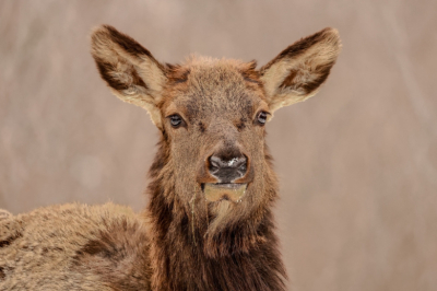 Спасенных в Нижегородской области лосят выпустят на волю