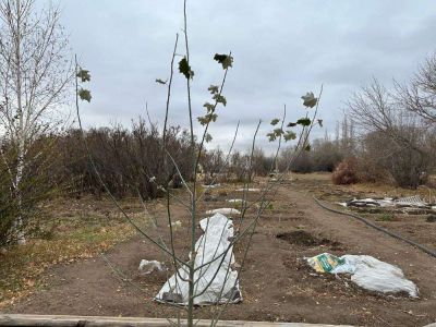 Зеленый фонд нуждается в защите