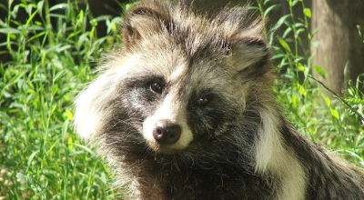 В США в офис телеканала проник енот и тайно там жил