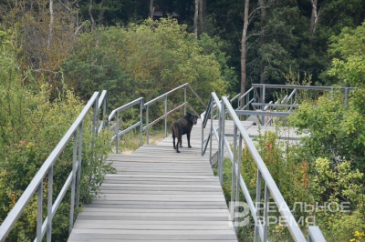 Казань назвали одним из лучших городов по работе с бездомными животными