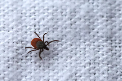 Клещи набросятся на россиян уже в конце марта