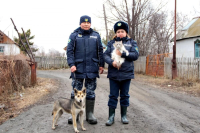 Полицейские Петропавловска спасли запертых во дворе дома животных