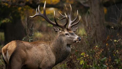 Трофей ценой в уголовку: народного избранника будут судить за убийство благородного животного