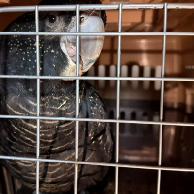 В Оренбуржье силовики сорвали контрабанду 103 попугаев на миллион рублей