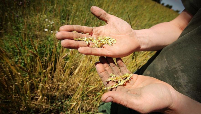 Кабмин: Высокая импортозависимость по семенам плохо влияет на продбезопасность Казахстана
