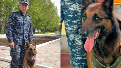 В приоритете — нюх и верность: четвероногие помощники раскрывают тяжкие преступления