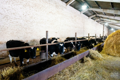 Власти РТ смогут ограничивать ввоз скота из регионов с вспышками ящура и бруцеллеза