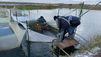 Больше 100 тысяч мальков карпа выпустят в реки и озера Карагандинской области