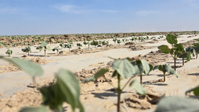 От поля до одежды: в Туркестанской области появится полный цикл хлопкопереработки
