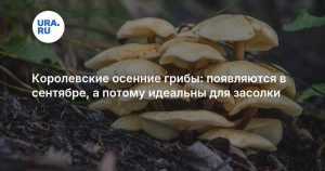 Королевские осенние грибы: появляются в сентябре, а потому идеальны для засолки