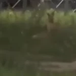 Возле ДРКБ в Казани вновь заметили лисиц — видео