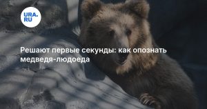 Решают первые секунды: как опознать медведя-людоеда