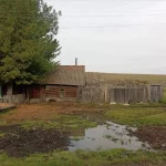 Смерть на пороге дома: медведь загрыз женщину на приусадебном участке