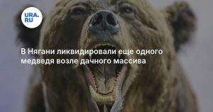 В Нягани ликвидировали еще одного медведя возле дачного массива