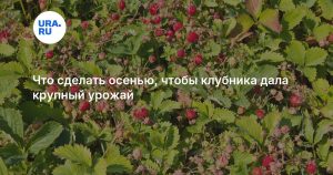 Что сделать осенью, чтобы клубника дала крупный урожай