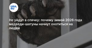 Не уйдут в спячку: почему зимой 2026 года медведи-шатуны начнут охотиться на людей