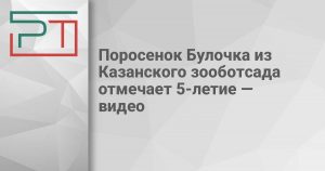 Поросенок Булочка из Казанского зооботсада отмечает 5-летие — видео