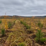 Более 1,1 тысячи гектаров сельхозземель Татарстана отдадут под леса