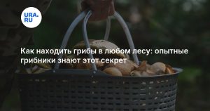 Как находить грибы в любом лесу: опытные грибники знают этот секрет