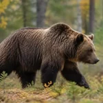 В Татарстане растет популяция медведей