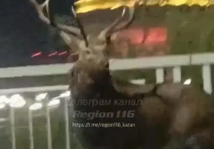 В центре Казани у «Чаши» заметили оленя — видео