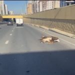 В Казани иномарка насмерть сбила оленя — видео с места