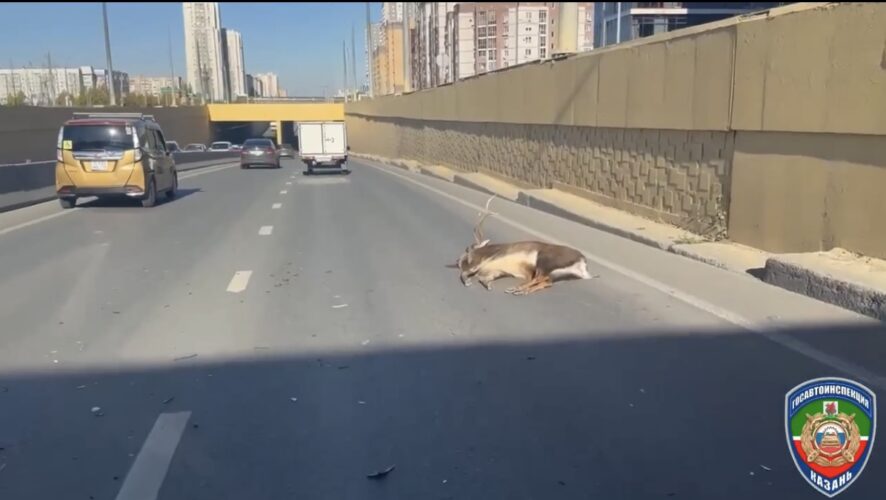 В Казани иномарка насмерть сбила оленя — видео с места