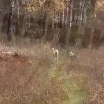 В Зеленодольске стая собак набросилась на взрослых с ребенком