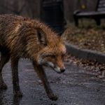 В Татарстане резко выросло число очагов бешенства — власти вводят карантин