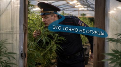 В Крыму «выкорчевали» наркоплантатора