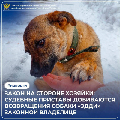 Приставы помогают жительнице Елабуги вызволить свою собаку из приюта