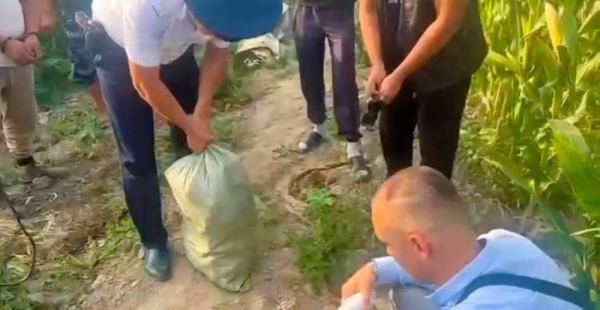 Житель Алматинской области выращивал коноплю среди кукурузы